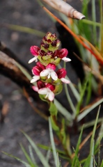 Disa albomagentea
