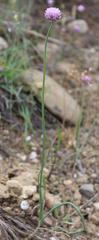 Allium rubellum