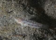 Coryphopterus dicrus