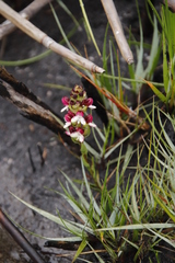 Disa albomagentea