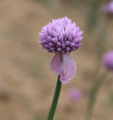 Allium rubellum