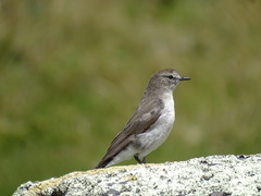 Muscisaxicola alpinus