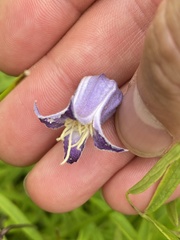 Clematis socialis