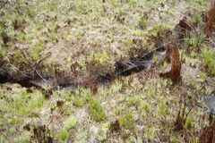 Disa albomagentea