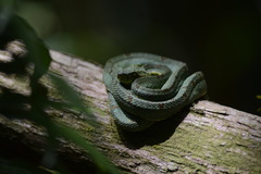 Bothrops bilineatus