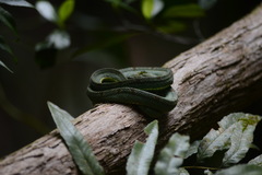 Bothrops bilineatus