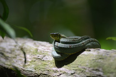 Bothrops bilineatus