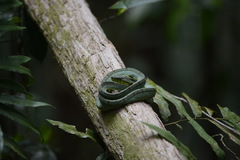 Bothrops bilineatus