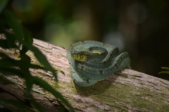 Bothrops bilineatus