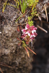 Disa albomagentea