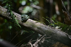 Bothrops bilineatus