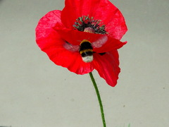 Bombus terrestris