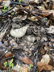 Entoloma subsaundersii