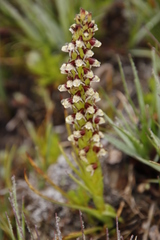 Disa obtusa