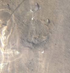 Actinostella bradleyi