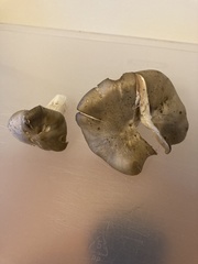 Entoloma subsaundersii