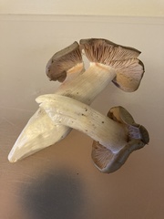 Entoloma subsaundersii