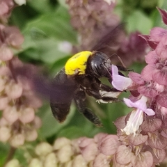 Xylocopa pubescens