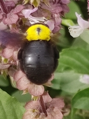 Xylocopa pubescens