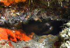 Enchelycore nigricans