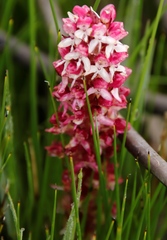 Disa albomagentea