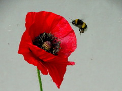 Bombus terrestris
