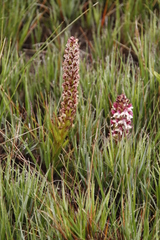 Disa obtusa