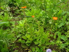 Geum coccineum