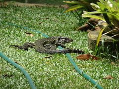 Salvator merianae