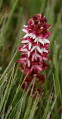 Disa albomagentea