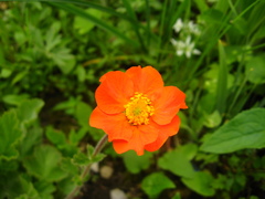 Geum coccineum
