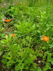 Geum coccineum