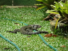 Salvator merianae