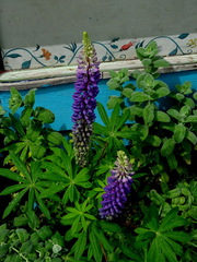 Lupinus polyphyllus