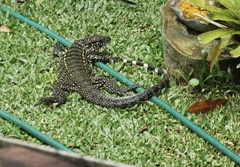 Salvator merianae