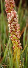 Disa obtusa