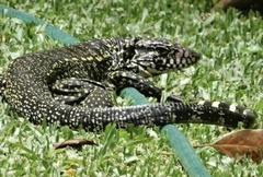 Salvator merianae