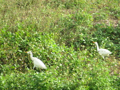 Bubulcus ibis image