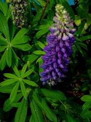 Lupinus polyphyllus