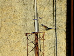 Falco sparverius