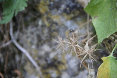 Geum heterocarpum