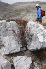 Erica tegulifolia
