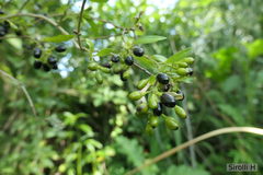 Cestrum euanthes