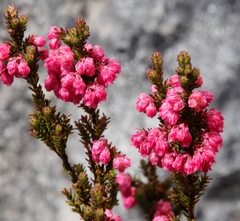 Erica tegulifolia