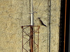 Falco sparverius