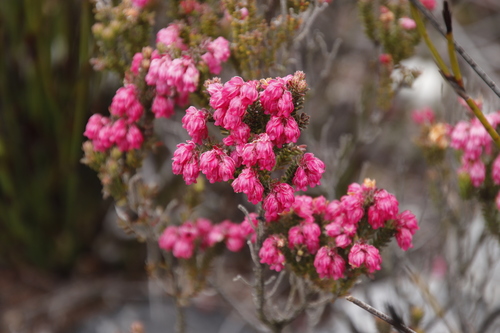 Image of Erica tegulifolia by (c) Tony Rebelo, some rights reserved (CC BY-SA)