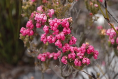 Erica tegulifolia