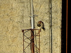 Falco sparverius