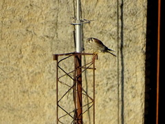 Falco sparverius