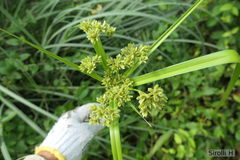 Androtrichum giganteum